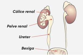 anatomia renal